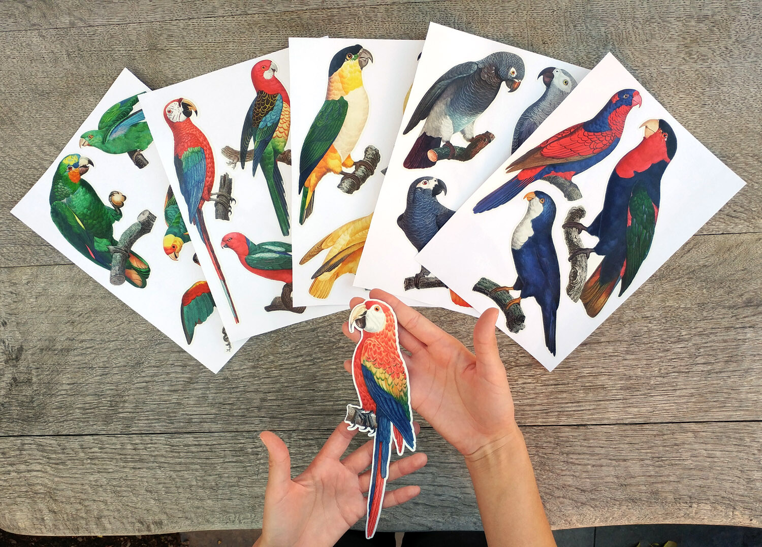 Vinyl Wall Stickers/VINTAGE COLORFUL PARROTS/Waterproof, Outdoor, Wall-Safe