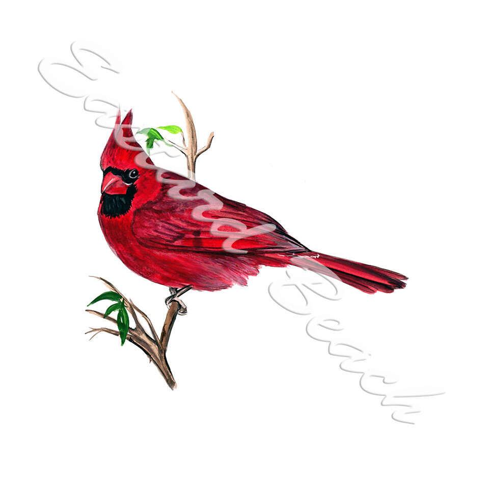 Cardinal Bird Red Bird Reversed