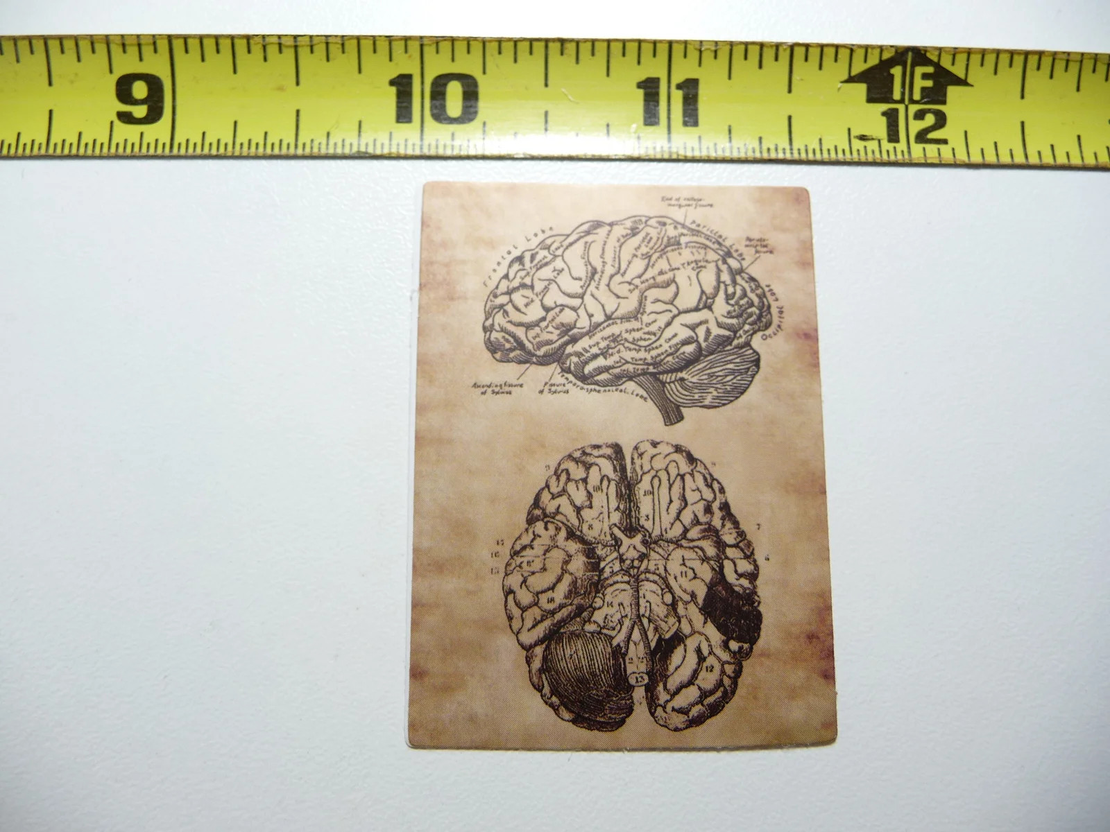 ANATOMY PHYSIOLOGY BRAIN VIEWS SMALL STICKER DECAL HUMAN GOTH FUNNY