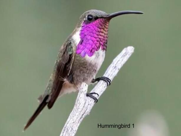 LARGE-SIZED CAR DECALS – HUMMINGBIRD – 2 CHOICES