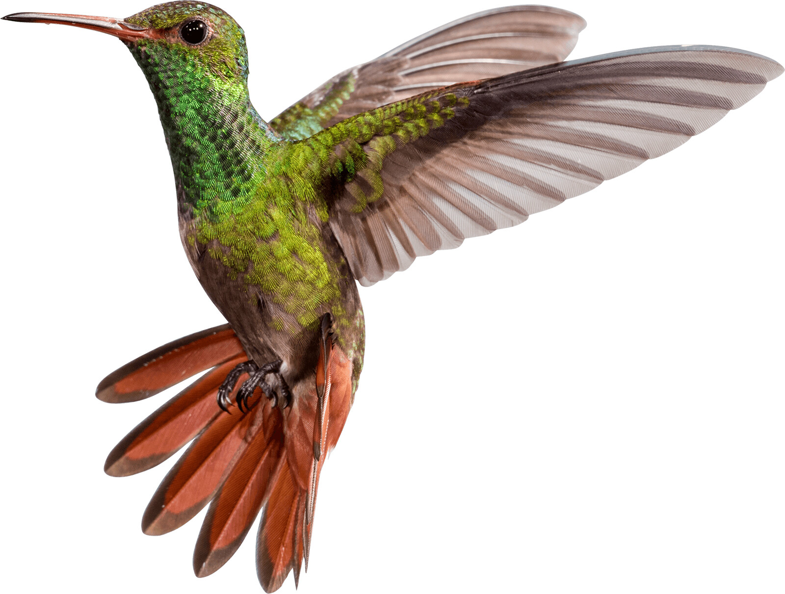 3″ Sized 6pcs Hummingbird Bird Window or Wall Vinyl Decals