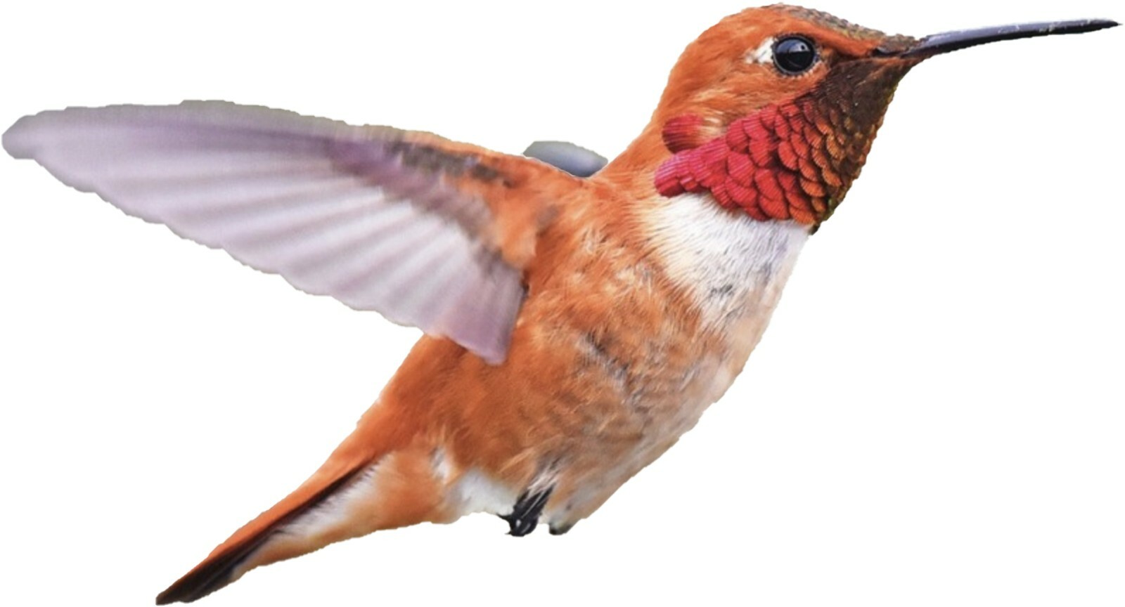 3″ Sized 6pcs Hummingbird Bird Window or Wall Vinyl Decals