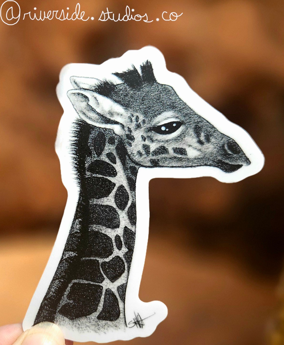 Reticulated Giraffe Calf Vinyl Sticker 3″ Original Wildlife Graphite Art Africa