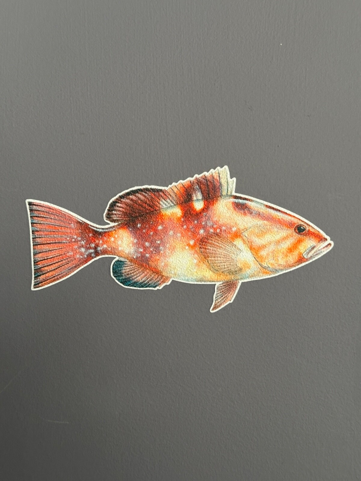 Grouper Fish Decal Textured Slip Resistant Repositionable Removable Walls Floors
