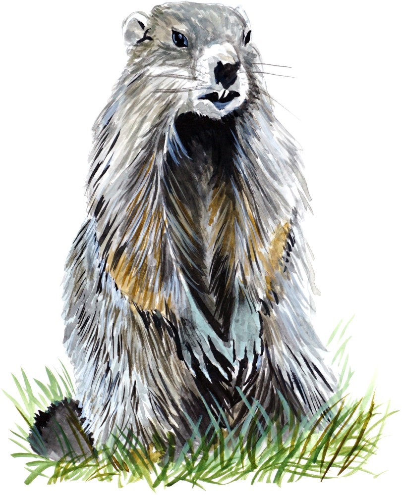 Groundhog Sticker Decal Home Office Dorm Kitchen Wall Art Tablet Cell CPU
