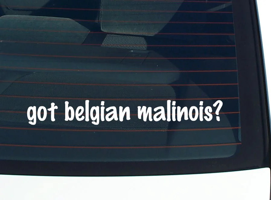 got belgian malinois? CAR DECAL BUMPER STICKER VINYL FUNNY JOKE WINDOW