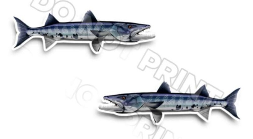 Barracuda Decals Fish Stickers Vinyl Tackle Box Stickers – Set of 2 #125
