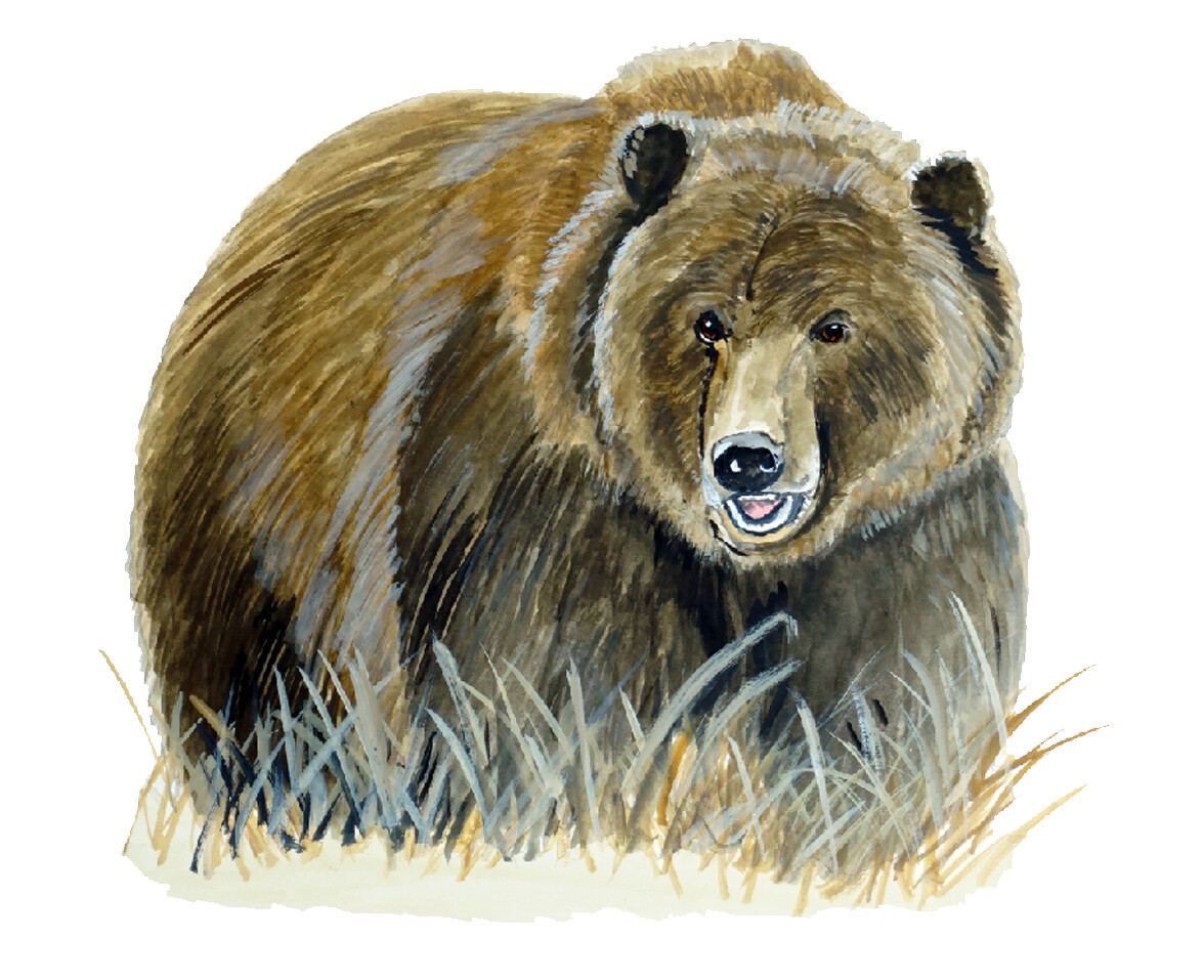 Grizzly Bear in Grass Printed Vinyl Decal Sticker- Car Truck RV SUV Cooler