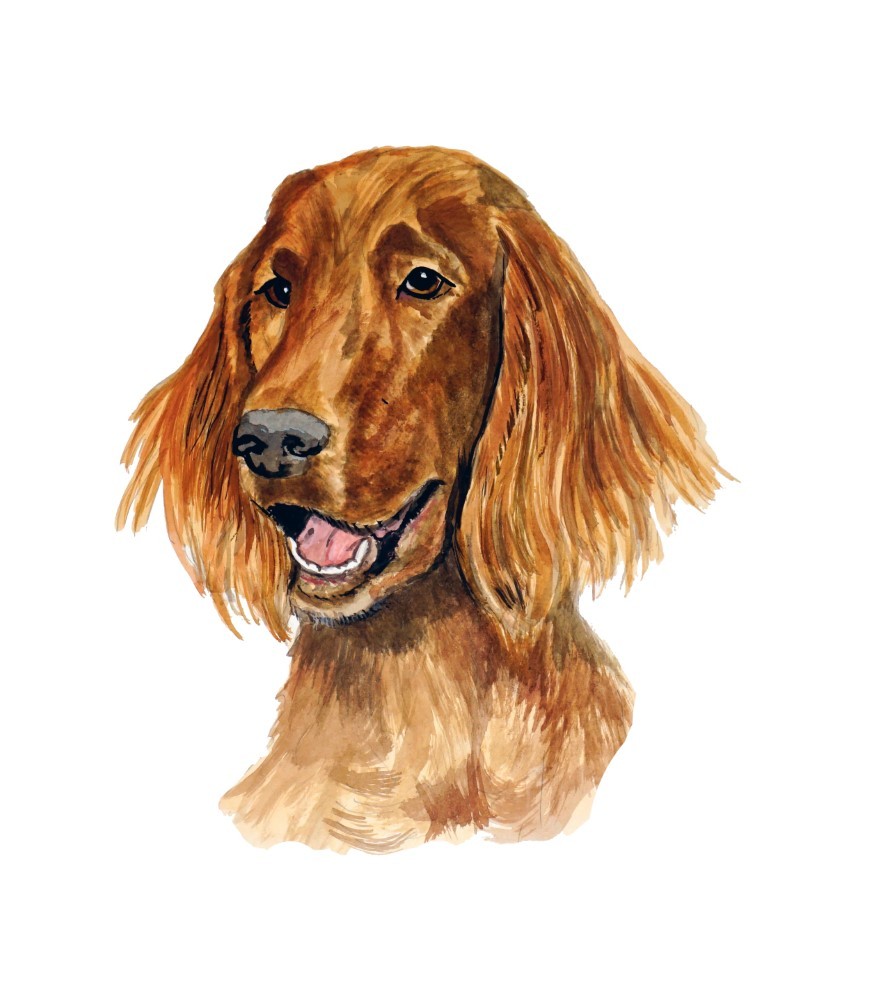 Decal Vinyl Sticker Irish Setter – Printed Vinyl Decal Made in USA