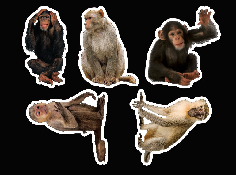 Monkey sticker pack laminated vinyl waterproof stickers