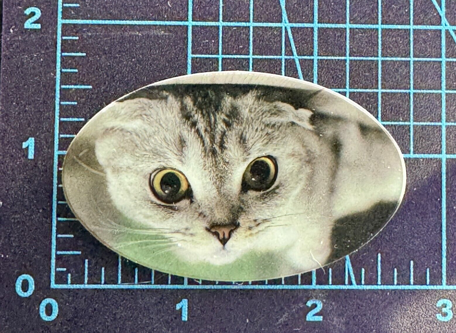 Cat Inside Oval – Vinyl Sticker Decal Sticker Bomb Pets Funny Animals Cat Tude