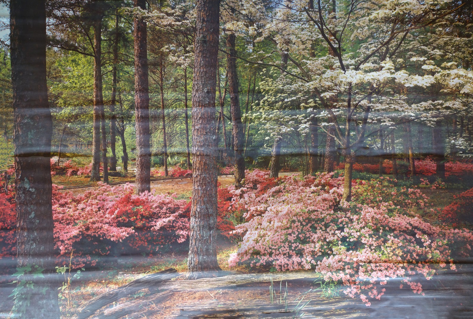 Full Wall Photo Mural Azaleas & Dogwoods Trees Railroad Track 8’ 8” x 12’ 6” NOS