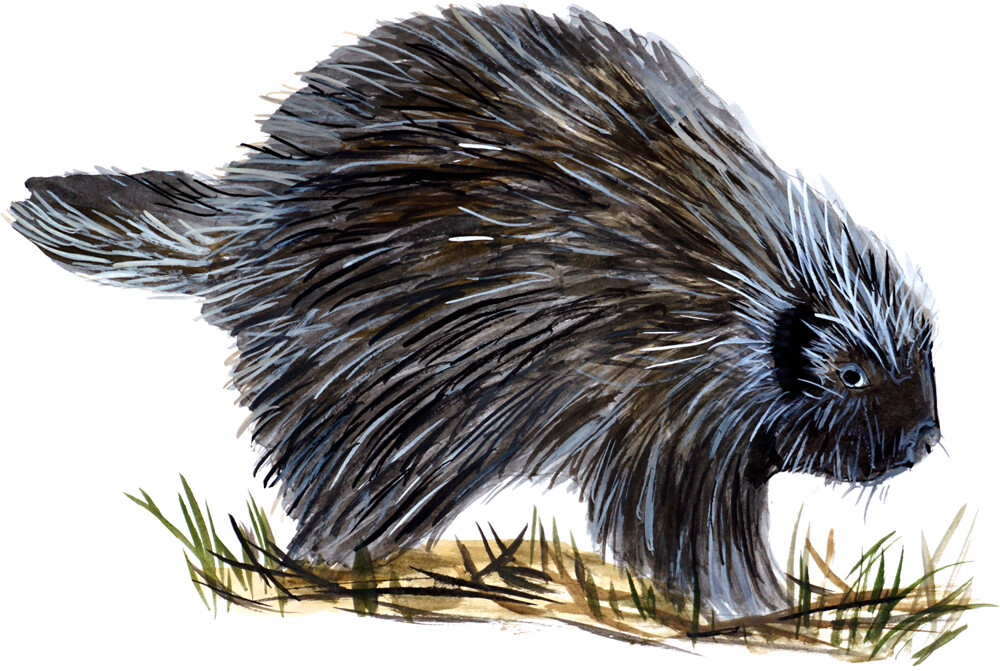 Porcupine Wild Life Animals Nature Graphic Art Home Decor Vinyl Decals Stickers