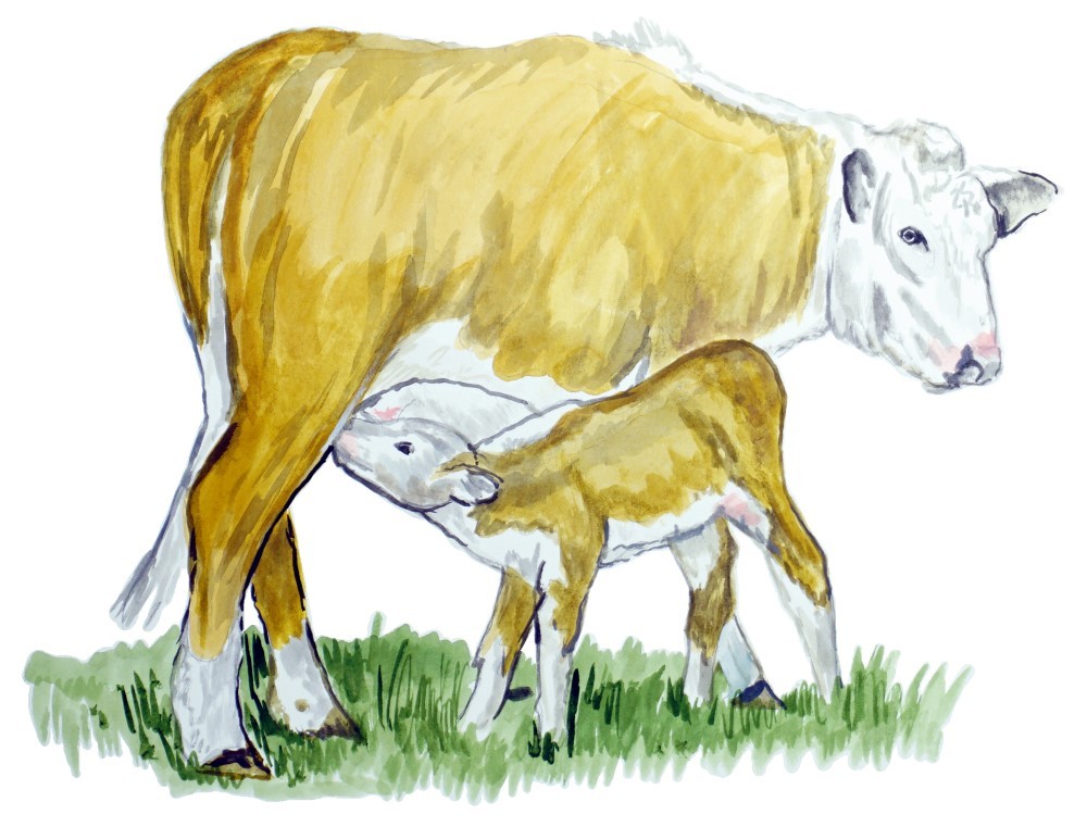 Decal Vinyl Sticker Cow & Calf – Printed Vinyl Decal Made in USA