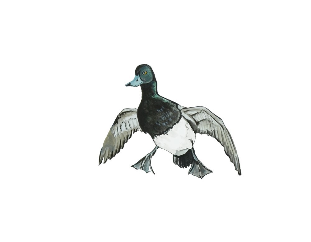 Decal Vinyl Sticker Blue Beak Duck – Printed Vinyl Decal Made in USA