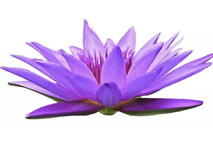 Wide Purple Lotus Sticker Decal