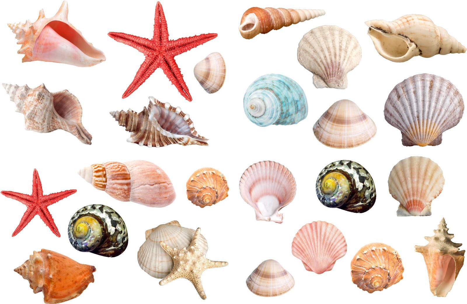 Seashells Realistic detailed sticker Beach theme Paradise colorful 24 Stickers