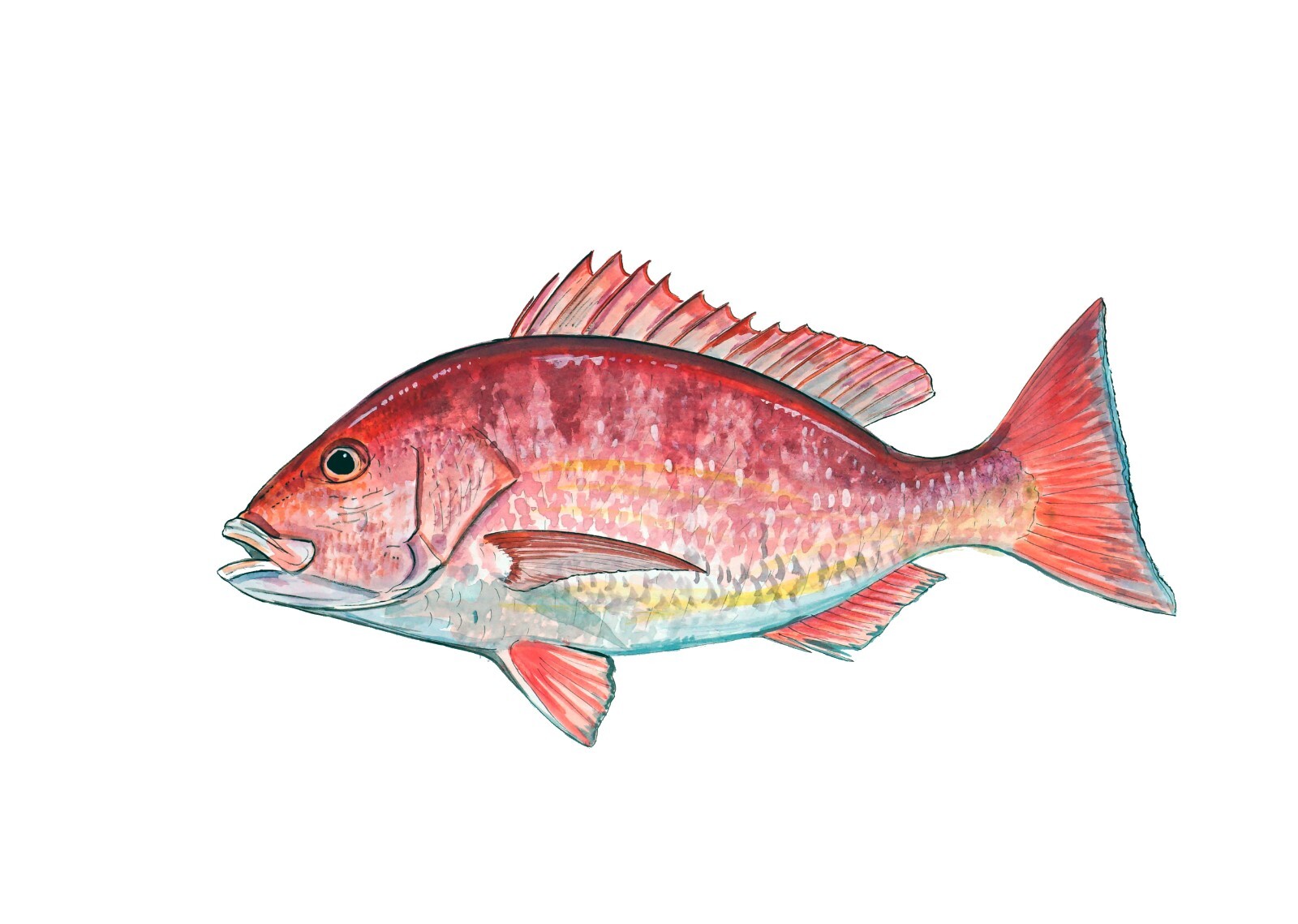 Northern Red Snapper Fish Vinyl Decal Sticker Truck Boat Car Cooler Cup Tablet
