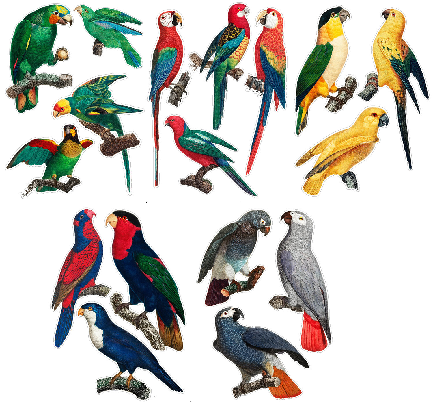 Vinyl Wall Stickers/VINTAGE COLORFUL PARROTS/Waterproof, Outdoor, Wall-Safe
