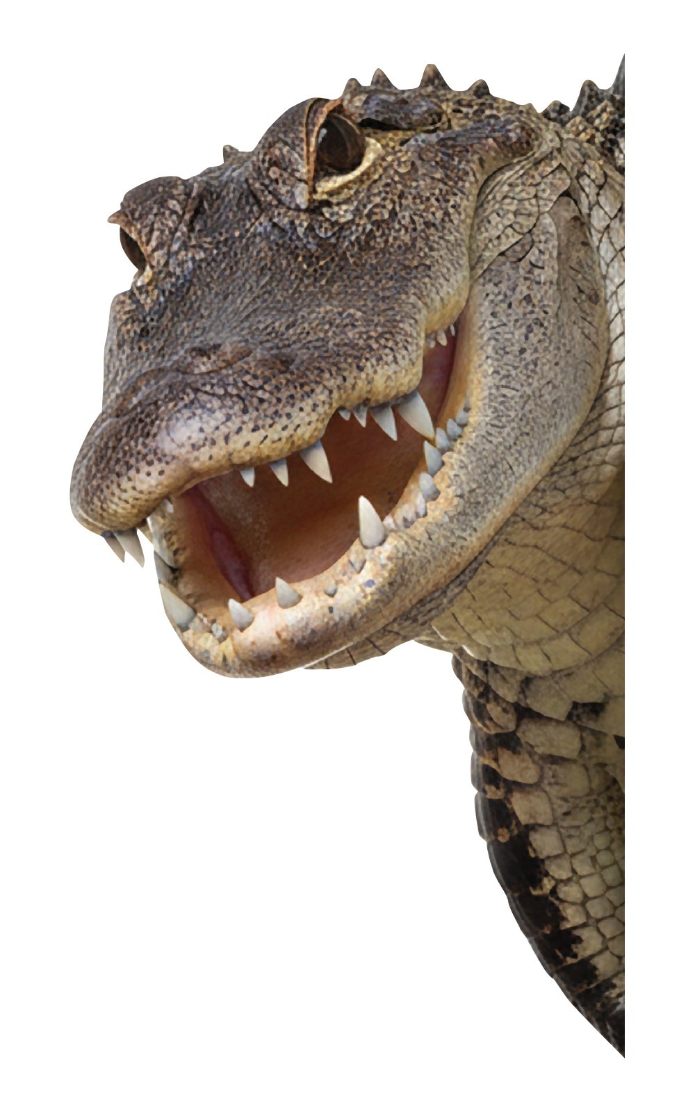 Gator Peering Around Wall Decal – Design 001 – 8″ wide x 14.5″ tall
