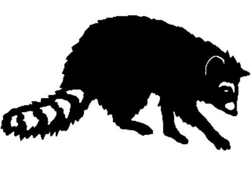 Coon Decal STC24 Window Sticker for Trucks, Laptops, or Any Smooth Surface