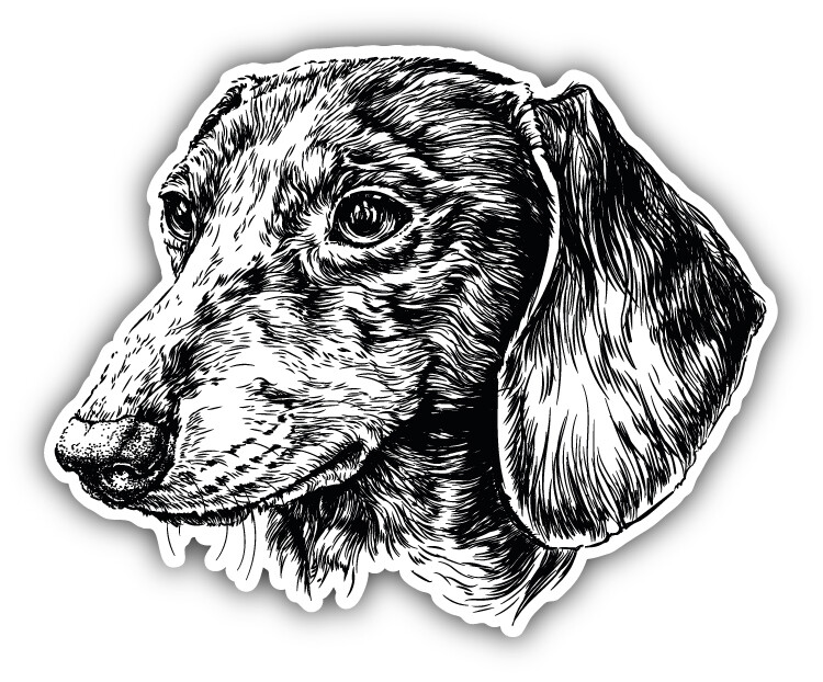 Dachshund Head Sketch Car Bumper Sticker Decal
