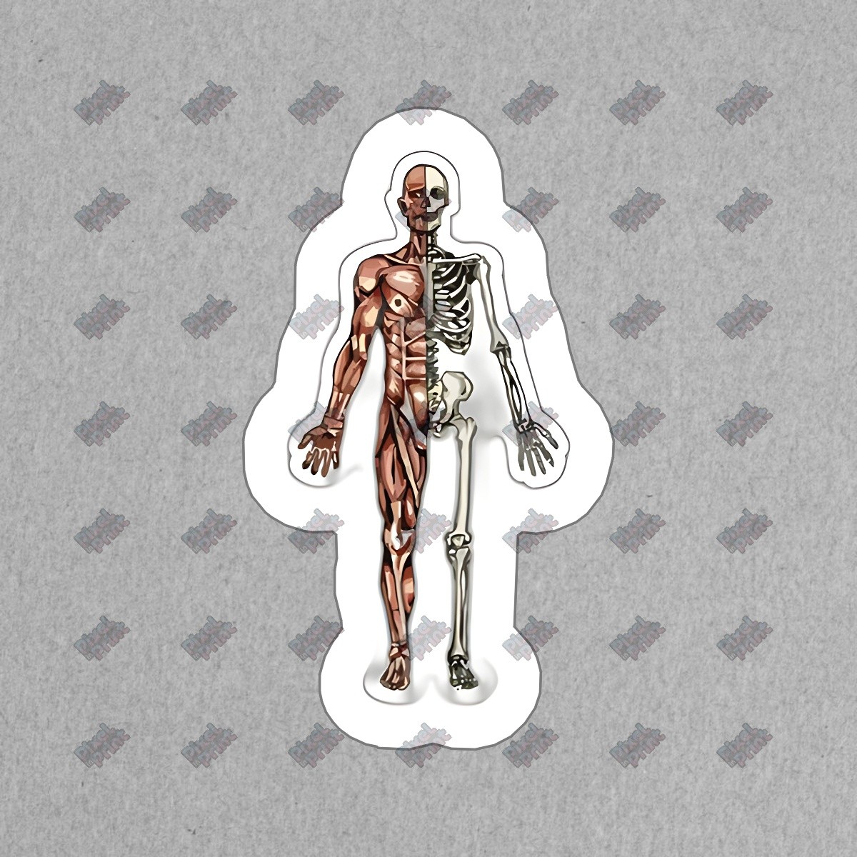 Anatomical Human Body Vinyl Sticker Educational Decal for Science #288619