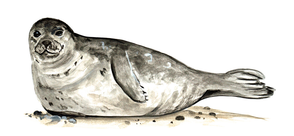 Harbour Harbor Seal Pinniped Home Office Room Camp Dorm Decor Decal Sticker Gift